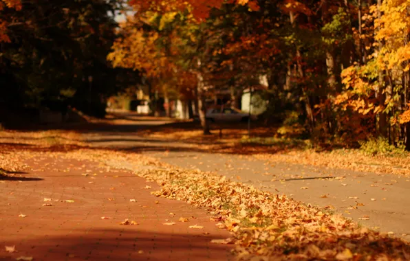 Картинка осень, листья, макро, деревья, природа, город, фон, дерево