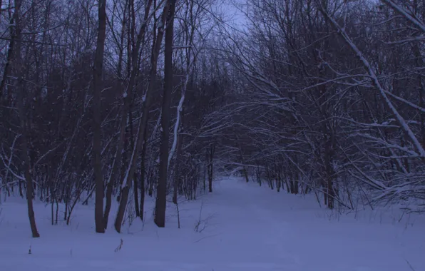 Зима, лес, снег, деревья, природа, вечер, сумерки, Stan