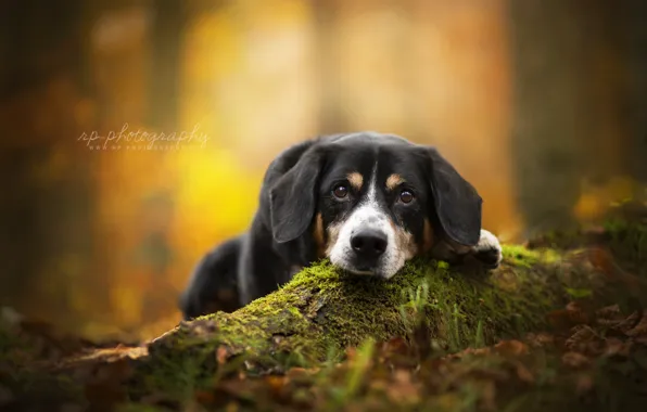 Осень, взгляд, собака