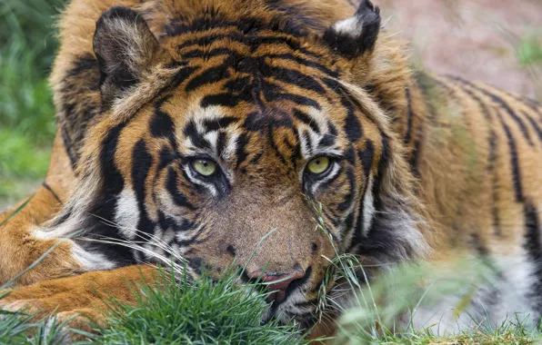 Кошка, взгляд, морда, тигр, ©Tambako The Jaguar, суматранский