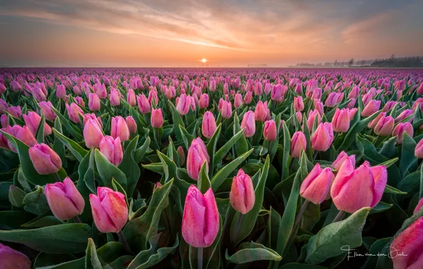Поле, роса, Весна, утро, тюльпаны, Нидерланды