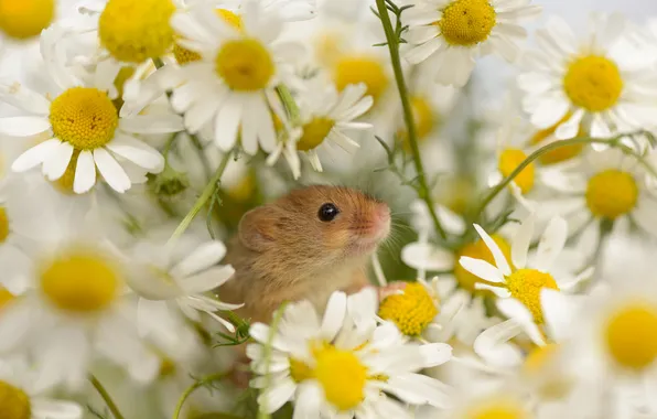Цветы, ромашки, мышка