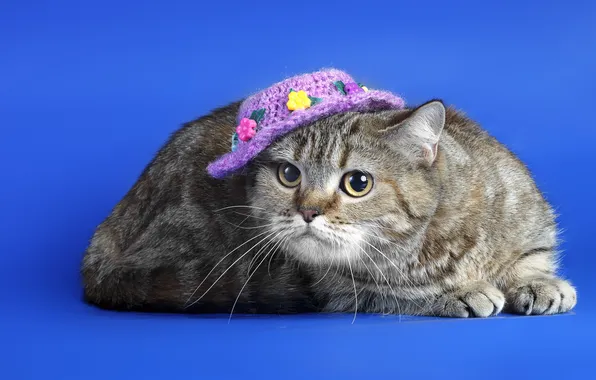 Кошка, фон, шляпка