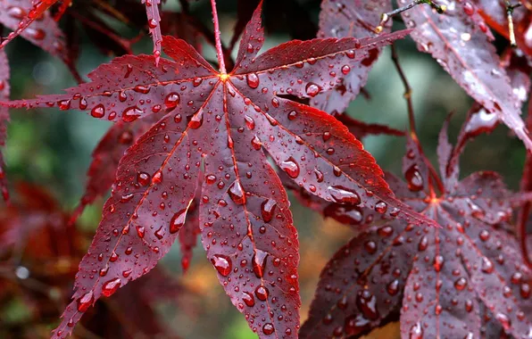 Осень, листья, капли, дождь, красные, прожилки