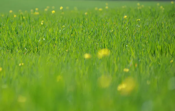 Картинка зелень, трава, макро, цветы, свежесть, природа, поля, весна