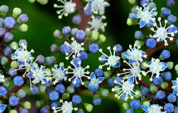 Картинка Цветок, Растения, Flower, Plants, Hydrangea Blue, Голубая гортензия