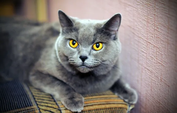Кошка, кот, взгляд, серый, диван, лежит, мордашка, британский