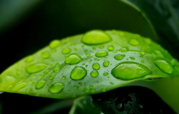 Water, drops, leaf