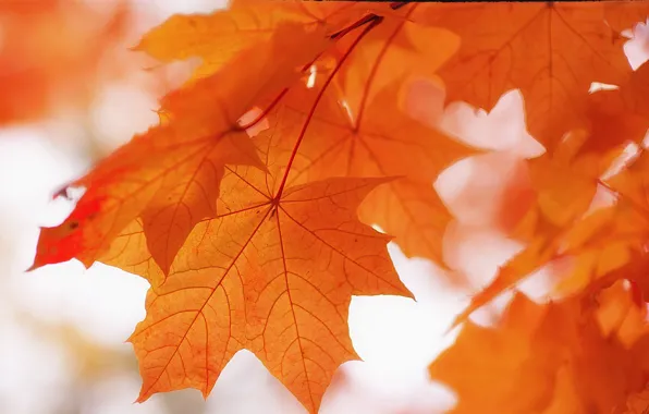 Осень, листья, природа