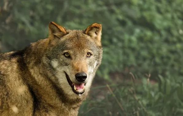 Картинка nature, snow, predator, face, animal, wolf, wildlife, portrait