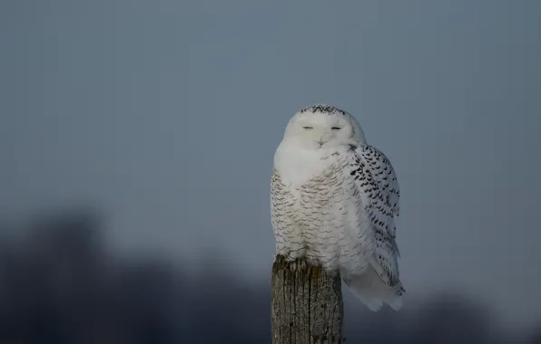 Ветка, branch, eyes closed, snowy owl, закрытыми глазами, Полярная сова