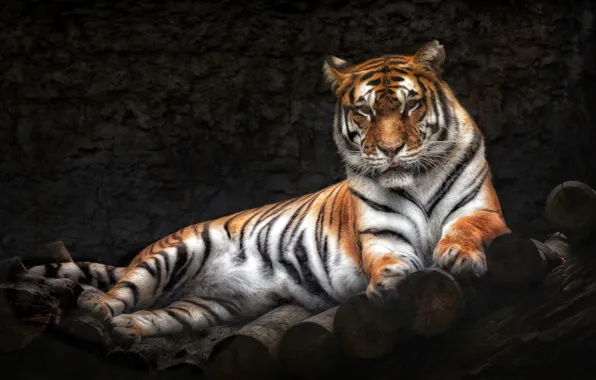 Тигр, хищник, лежит