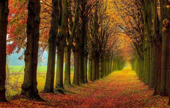 Trees, autumn, way