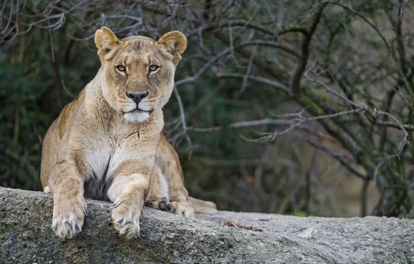 Кошка, взгляд, львица, ©Tambako The Jaguar