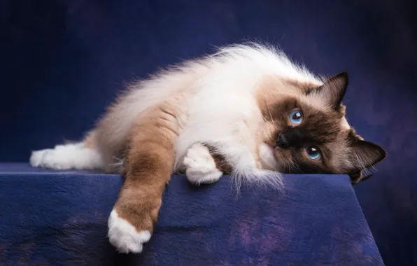 Кошка, кот, взгляд, морда, поза, темный фон, портрет, лапы