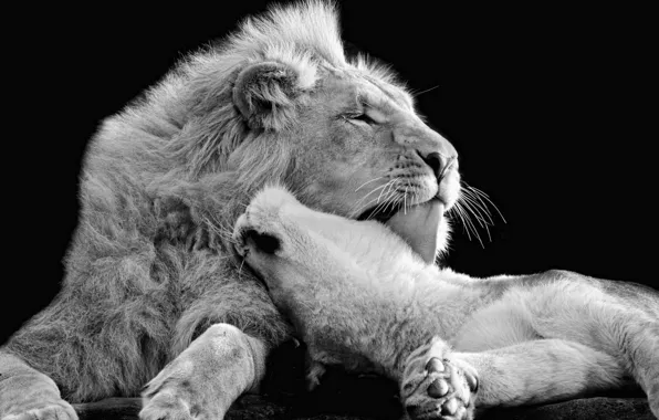 Картинка любовь, лев, чёрно-белая, ласки, дикие кошки, львы, львица, монохром