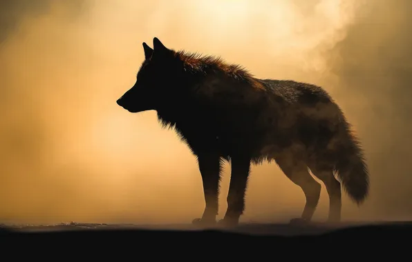 Nature, face, animal, wolf, wildlife, head, fur, mammal