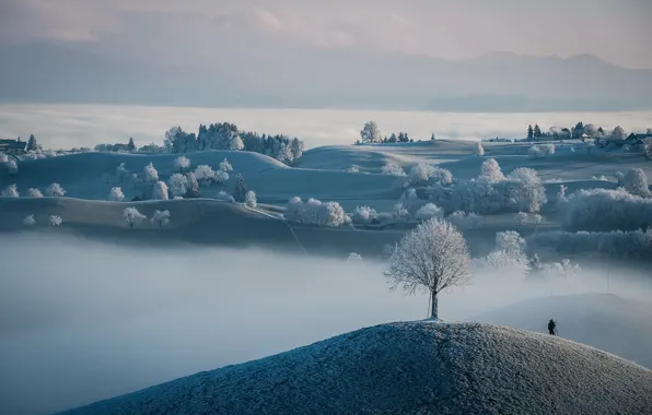 Картинка поле, природа, туман