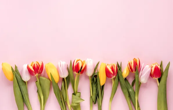 Цветы, colorful, тюльпаны, fresh, flowers, tulips, spring, multicolored