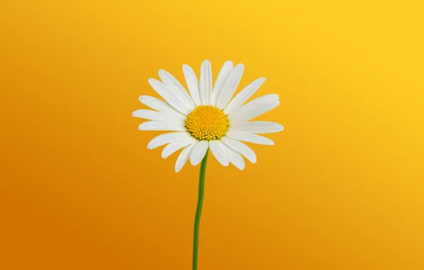 Картинка White Daisies, Желтый фон, Растение крупным планом, Plant Close up, Wild Flower, Белые маргаритки, Дикий …