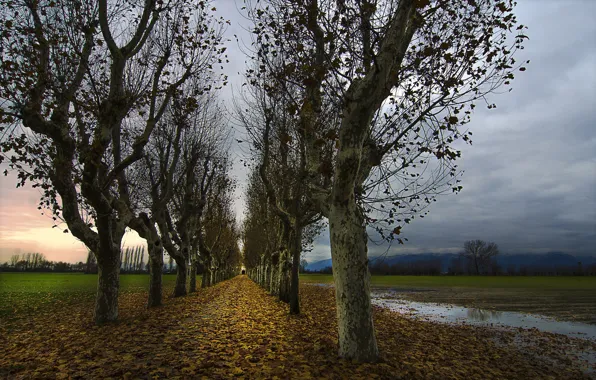Осень, листья, деревья