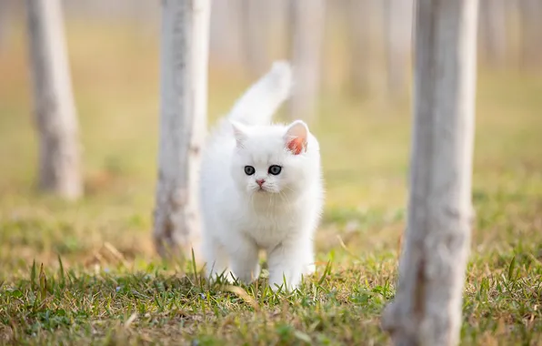 Кошка, белый, трава, взгляд, деревья, природа, поза, парк