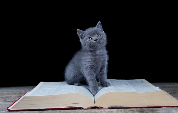 Взгляд, книга, черный фон, котёнок, сидит