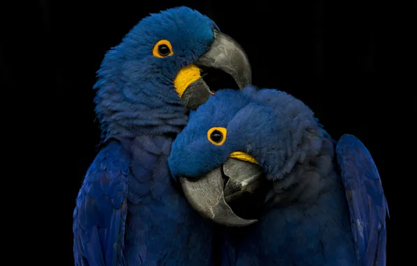 Картинка blue, playing, parrots, picks