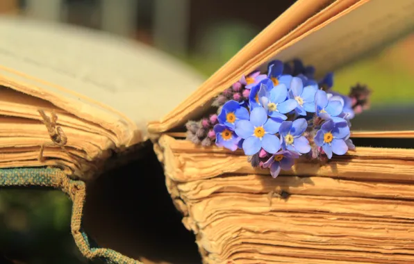 Макро, цветы, книга, страницы, незабудки