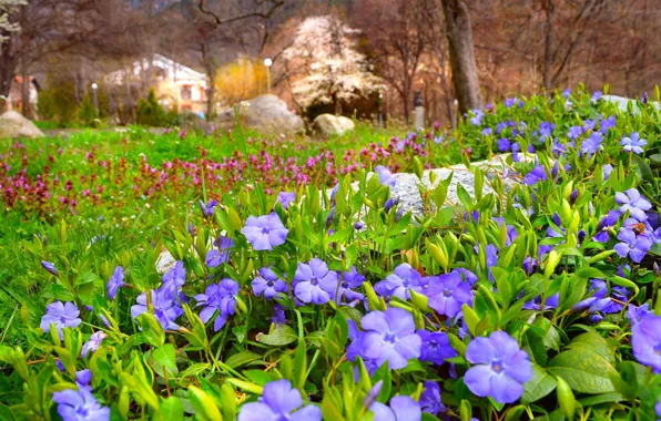 Картинка Весна, Поляна, Цветочки, Flowers, Spring, Цветение, Flowering