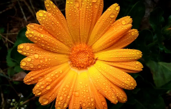 Картинка flowers, orange, raindrops
