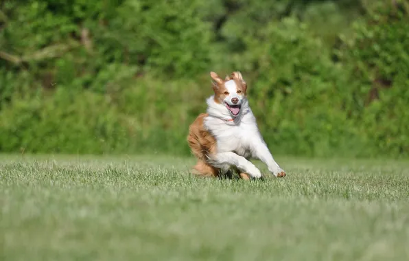 Поле, друг, собака