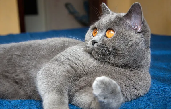 Кошка, кот, взгляд, поза, лапки, лежит, мордашка, желтые глаза