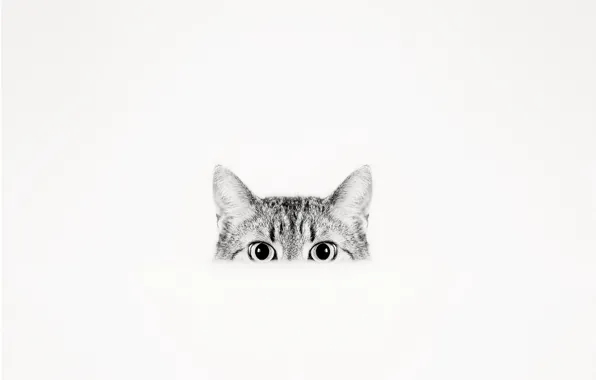 Картинка кошка, взгляд, фон