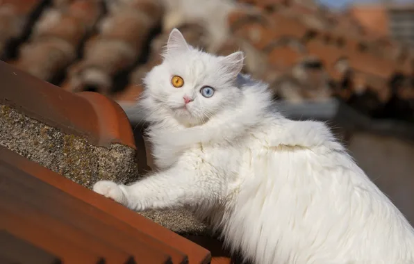 Крыша, кошка, кот, белая, разные глаза