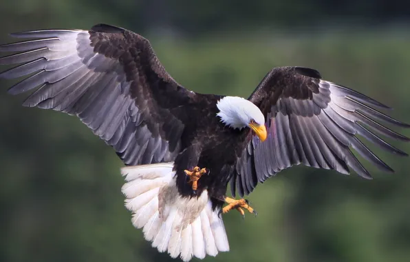 Картинка bird, wildlife, eagle - Bird, shallow focus photography of Bald Eagle