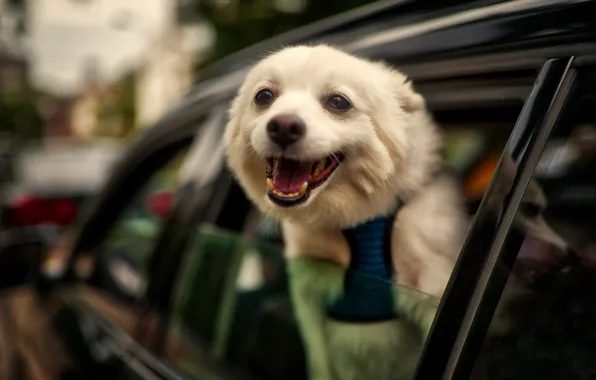 Картинка машина, авто, радость, улыбка, настроение, собака, мордашка, пёсик