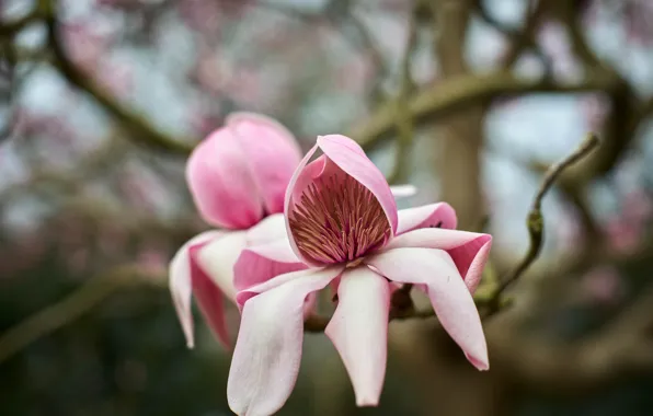 Картинка макро, цветы, ветки, фон, весна, розовые, бутоны, цветение