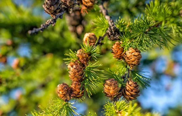 Ветки, хвоя, шишки, боке