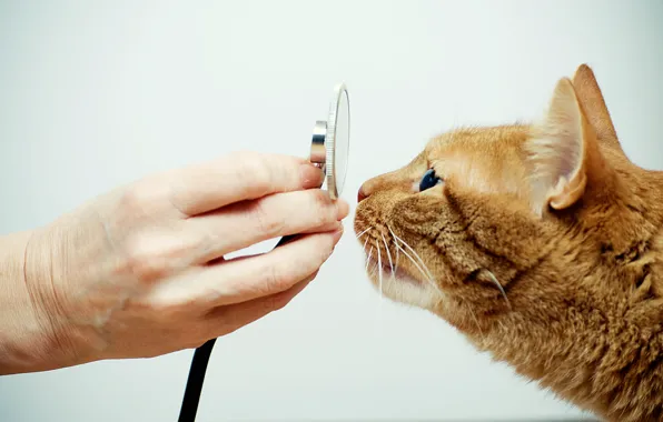 Cat, feline, veterinarian