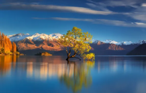 Горы, озеро, дерево, Новая Зеландия, Lake Wanaka