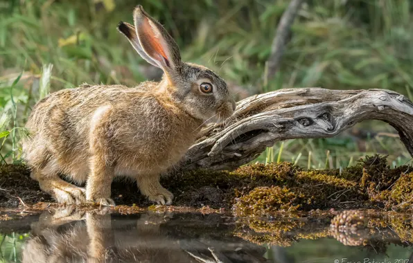 Природа, заяц, кролик, милый