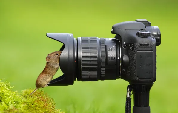 Мышка, фотоаппарат, объектив, любопытство