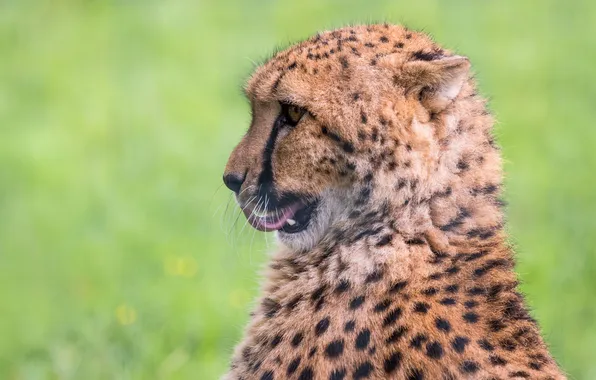 Взгляд, хищник, гепард, cheetah