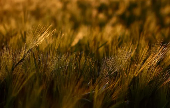 Картинка трава, макро, свет