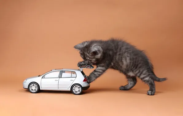 Машина, кошка, котенок, игрушка, машинка, британский