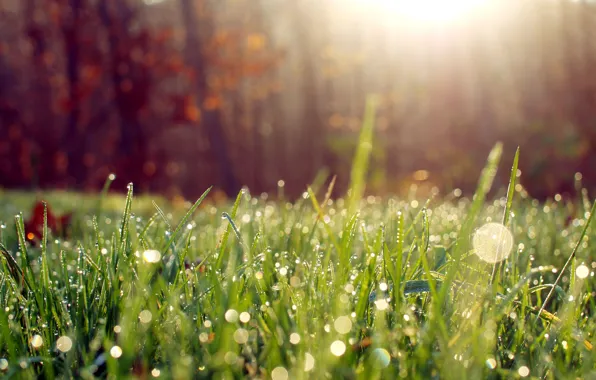 Картинка трава, солнце, макро, свет, роса, утро