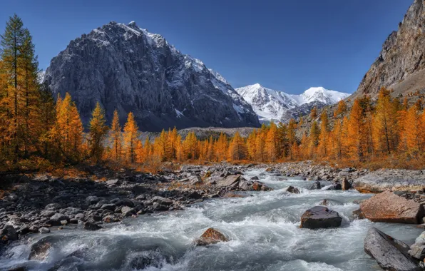 Картинка осень, деревья, горы, река, камни, Россия, Алтай, Алтайские горы
