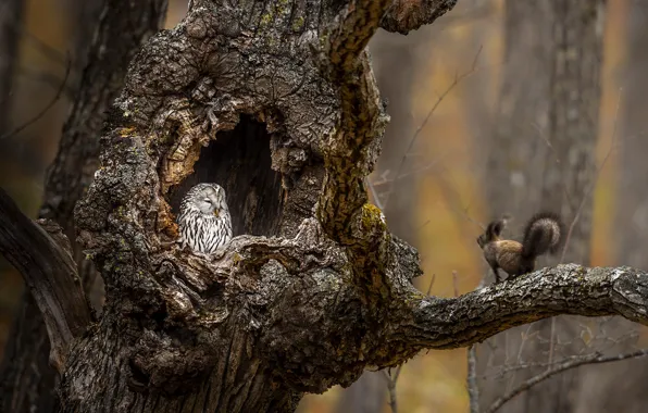 Дерево, сова, белка, tree, дупло, owl, squirrel, hollow