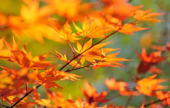 Осень, листья, Ветка, клен